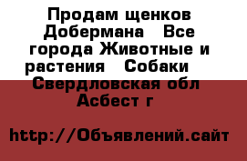 Продам щенков Добермана - Все города Животные и растения » Собаки   . Свердловская обл.,Асбест г.